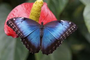 vlinderparadijs